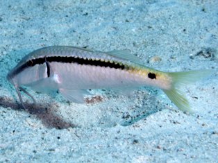 De Mer Rouge